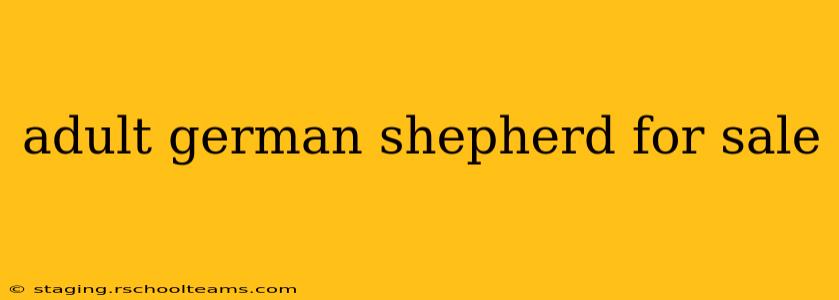 adult german shepherd for sale