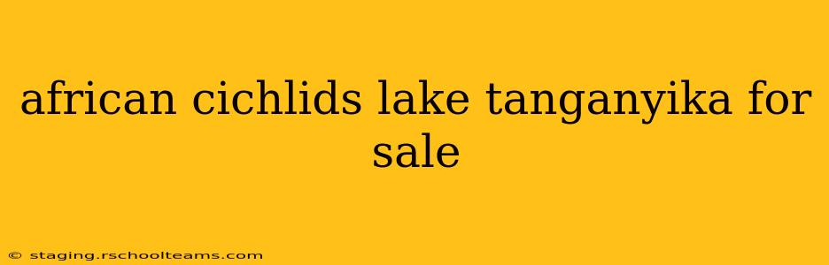 african cichlids lake tanganyika for sale