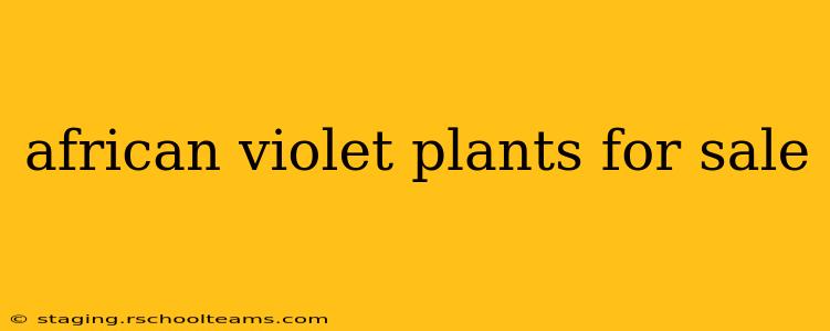 african violet plants for sale