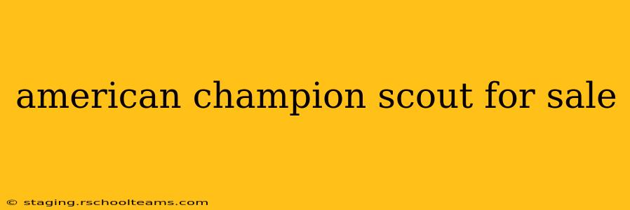 american champion scout for sale