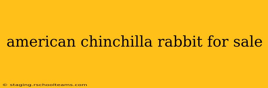 american chinchilla rabbit for sale