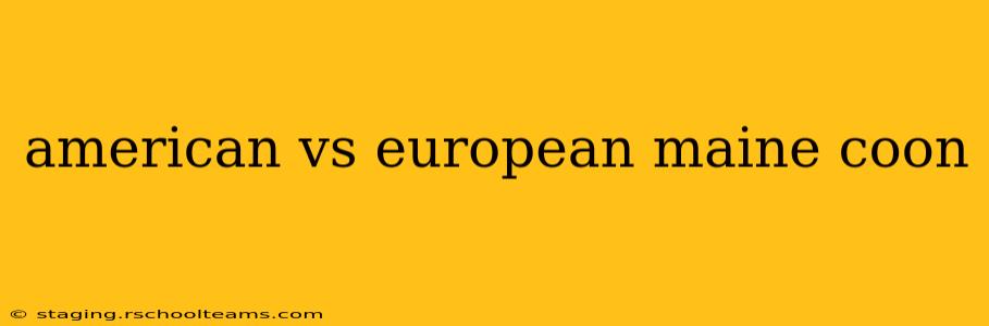american vs european maine coon