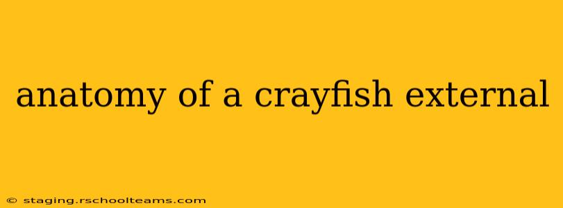 anatomy of a crayfish external