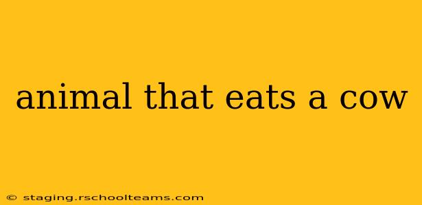 animal that eats a cow