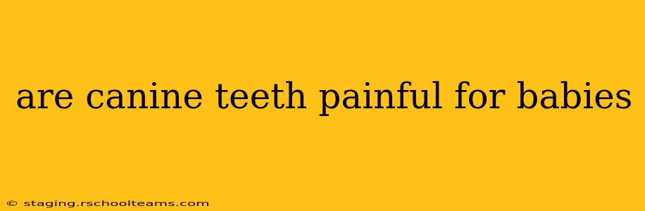 are canine teeth painful for babies