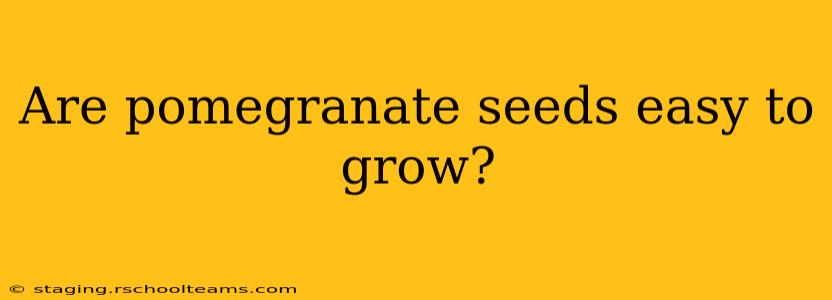 Are pomegranate seeds easy to grow?