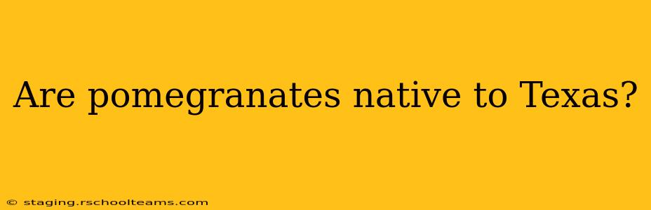 Are pomegranates native to Texas?