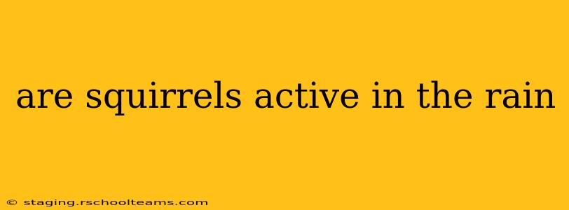 are squirrels active in the rain