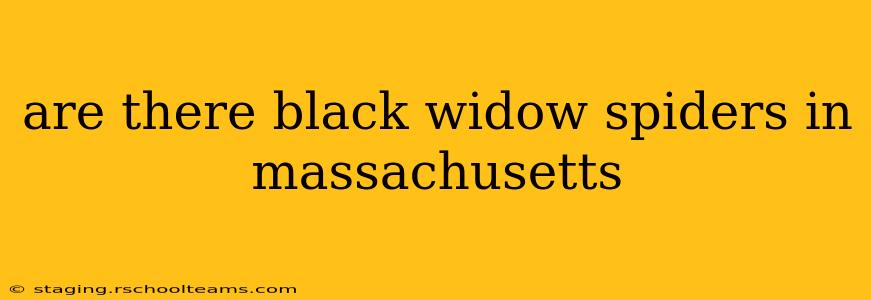 are there black widow spiders in massachusetts
