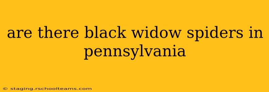 are there black widow spiders in pennsylvania