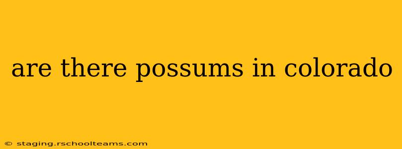 are there possums in colorado