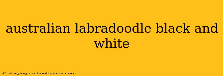 australian labradoodle black and white