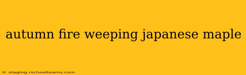 autumn fire weeping japanese maple