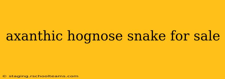 axanthic hognose snake for sale