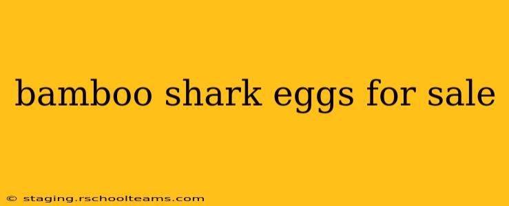 bamboo shark eggs for sale