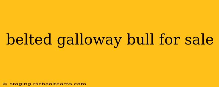 belted galloway bull for sale