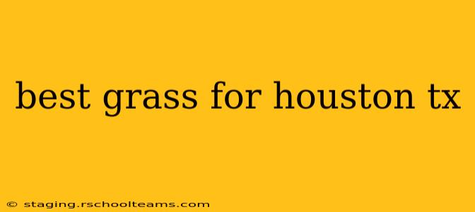 best grass for houston tx