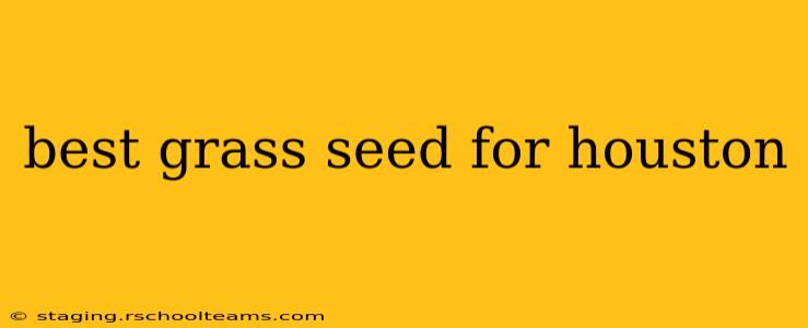 best grass seed for houston