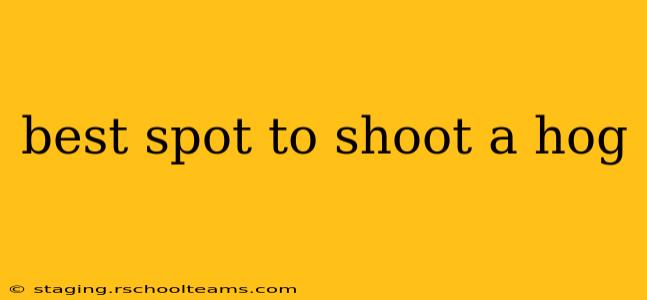 best spot to shoot a hog