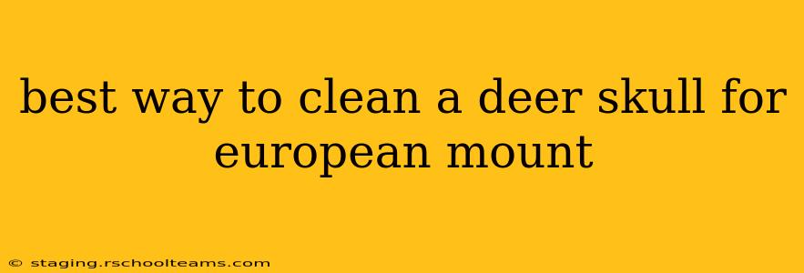 best way to clean a deer skull for european mount