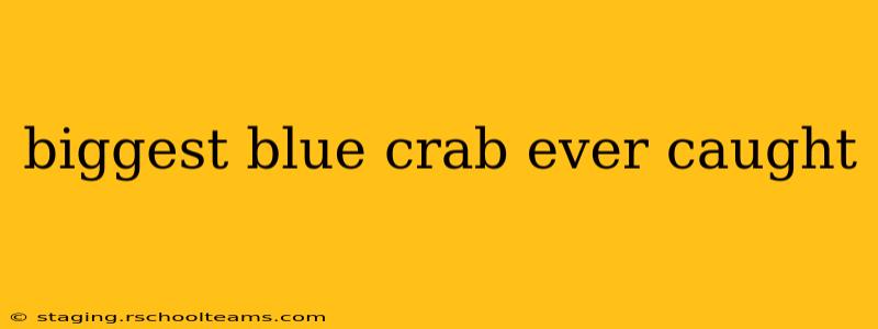 biggest blue crab ever caught