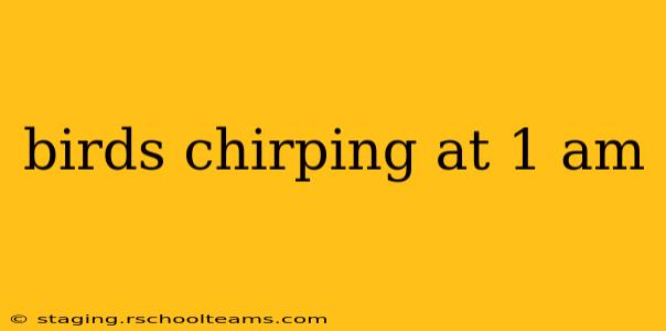 birds chirping at 1 am