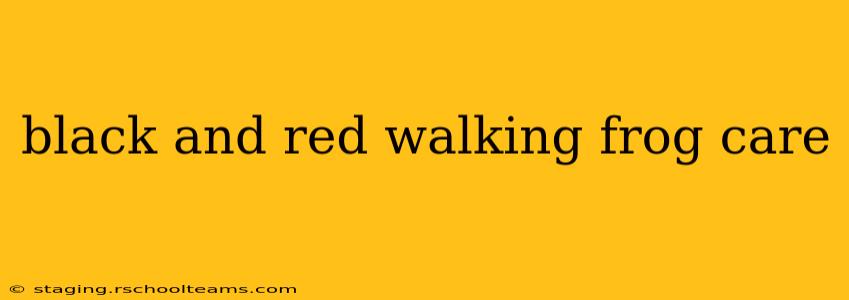 black and red walking frog care