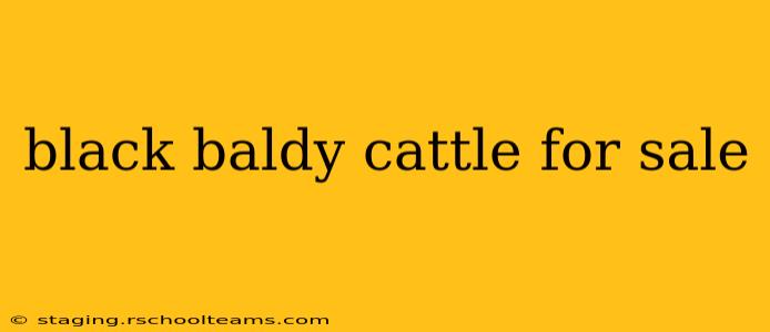 black baldy cattle for sale