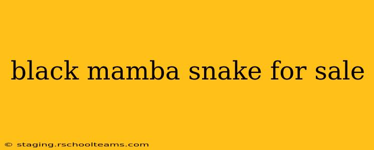 black mamba snake for sale