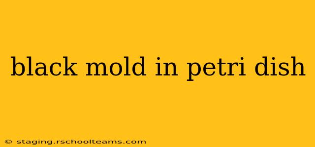 black mold in petri dish