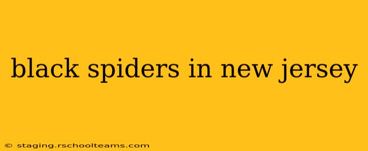 black spiders in new jersey