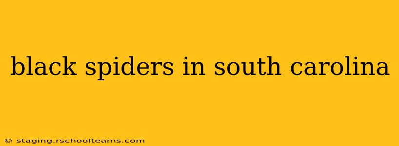 black spiders in south carolina