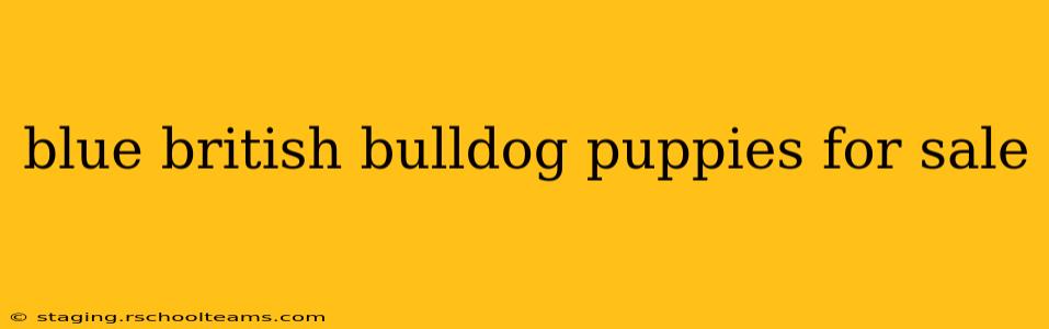 blue british bulldog puppies for sale