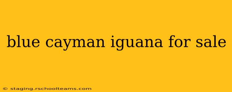 blue cayman iguana for sale