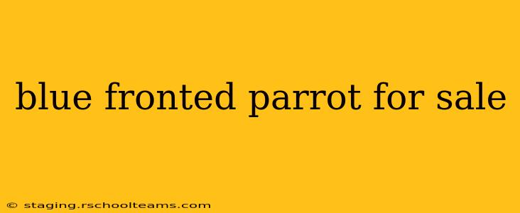 blue fronted parrot for sale