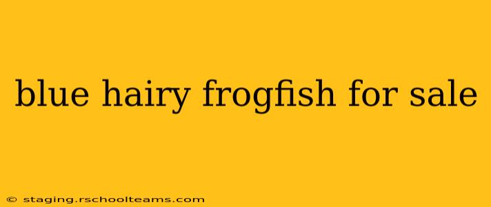 blue hairy frogfish for sale