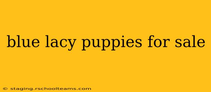 blue lacy puppies for sale