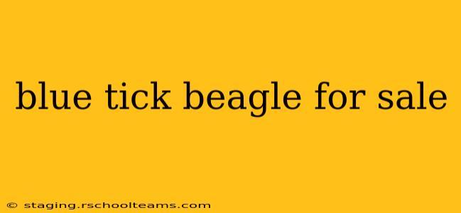 blue tick beagle for sale