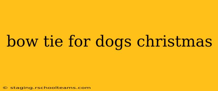 bow tie for dogs christmas