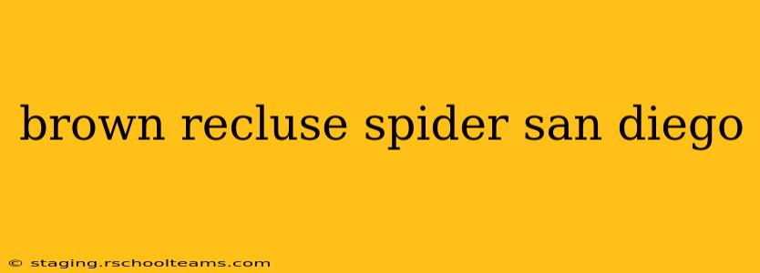 brown recluse spider san diego