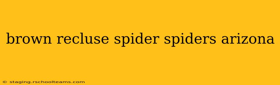 brown recluse spider spiders arizona