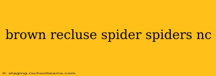 brown recluse spider spiders nc