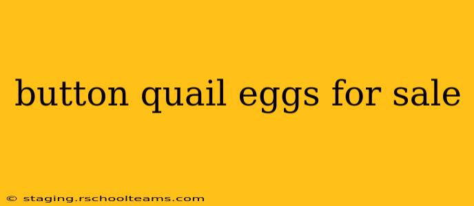 button quail eggs for sale