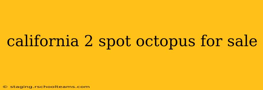 california 2 spot octopus for sale