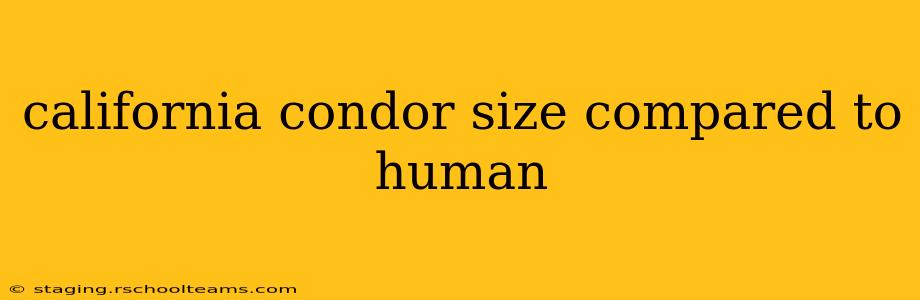 california condor size compared to human
