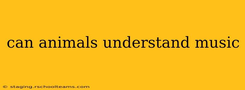 can animals understand music