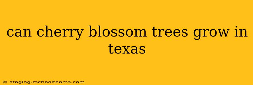 can cherry blossom trees grow in texas