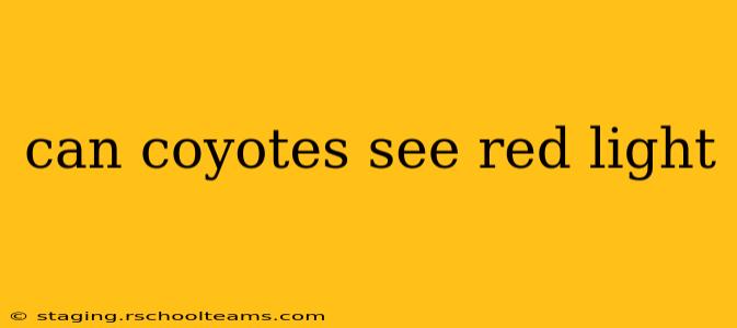 can coyotes see red light