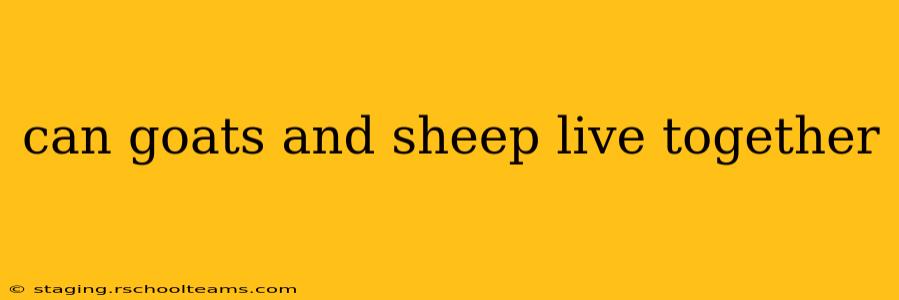 can goats and sheep live together