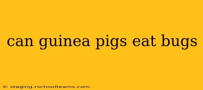 can guinea pigs eat bugs